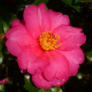 American Camellia Society National Hall of Fame Selections